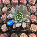 Echeveria sp. Variegated 1" Succulent Plant Cutting