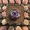 Echeveria 'Wild Berry' 1" Succulent Plant Cutting