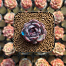 Echeveria 'Wild Berry' 1" Succulent Plant Cutting