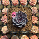 Echeveria 'Purple Wine' 1" Succulent Plant Cutting