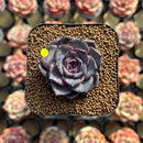 Echeveria 'Purple Wine' 1" Succulent Plant Cutting