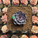 Echeveria 'Purple Wine' 1" Succulent Plant Cutting
