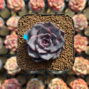 Echeveria 'Purple Wine' 1" Succulent Plant Cutting