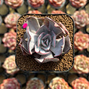 Echeveria Strictiflora 2" Succulent Plant Cutting