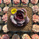Echeveria 'Black Wine' 1"-2" Succulent Plant Cutting
