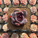 Echeveria 'Black Wine' 1"-2" Succulent Plant Cutting