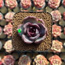 Echeveria 'Black Wine' 1"-2" Succulent Plant Cutting