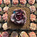 Echeveria 'Black Wine' 1"-2" Succulent Plant Cutting