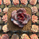 Echeveria 'Black Wine' 1"-2" Succulent Plant Cutting