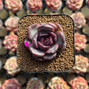 Echeveria 'Black Wine' 1"-2" Succulent Plant Cutting