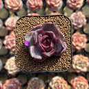 Echeveria 'Black Wine' 1"-2" Succulent Plant Cutting
