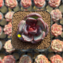 Echeveria 'Black Wine' 1"-2" Succulent Plant Cutting