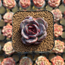 Echeveria 'Black Wine' 1"-2" Succulent Plant Cutting