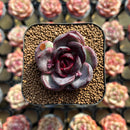 Echeveria 'Black Wine' 1"-2" Succulent Plant Cutting