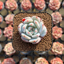 Echeveria 'Orange Monroe' 1"-2" Succulent Plant Cutting