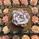 Echeveria 'Orange Monroe' 1"-2" Succulent Plant Cutting