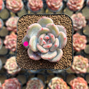 Echeveria 'Orange Monroe' 1"-2" Succulent Plant Cutting