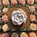 Echeveria 'Orange Monroe' 1"-2" Succulent Plant Cutting