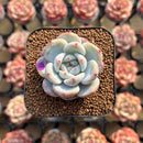 Echeveria 'Orange Monroe' 1"-2" Succulent Plant Cutting