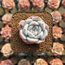 Echeveria 'Orange Monroe' 1"-2" Succulent Plant Cutting