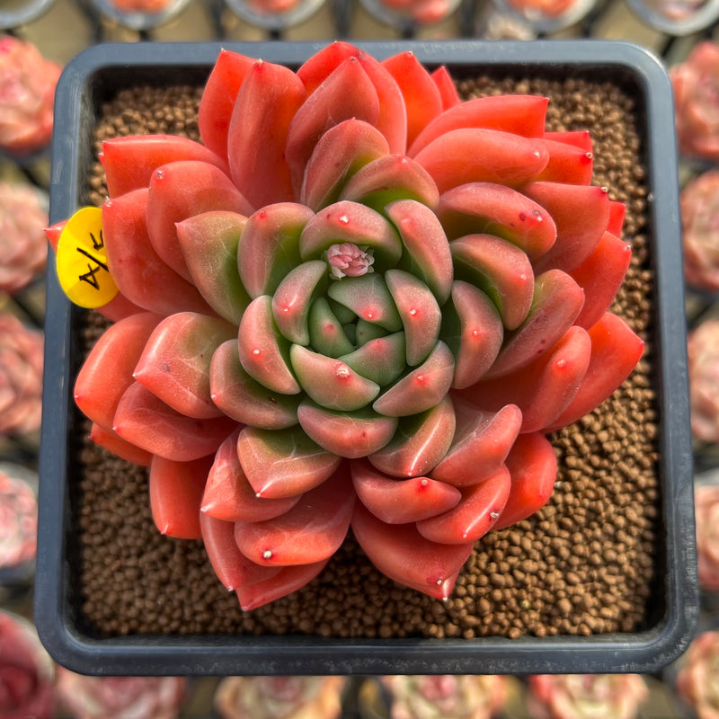 sunny succulents Pachyphytum 'Sunny' 3"-4" Succulent Plant Cutting