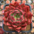 Echeveria Agavoides 'Amestro' 5" Large Succulent Plant Cutting