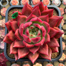 Echeveria Agavoides 'Amestro' 5" Large Succulent Plant Cutting