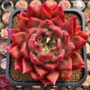 Echeveria Agavoides 'Amestro' 5" Large Succulent Plant Cutting