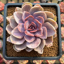 Echeveria 'Perle von Nurnberg' Variegated 2" Succulent Plant Cutting