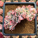 Echeveria 'Julia' Variegated Crested 3" Succulent Plant Cutting
