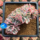 Echeveria 'Julia' Variegated Crested 3" Succulent Plant Cutting
