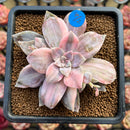 Quetzalcoatlia 'Pentandra Superba' Variegated 4" Large Succulent Plant Cutting (Formerly Graptopetalum 'Pentandrum Superbum' Variegated)