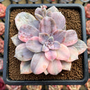 Quetzalcoatlia 'Pentandra Superba' Variegated 4" Large Succulent Plant Cutting (Formerly Graptopetalum 'Pentandrum Superbum' Variegated)