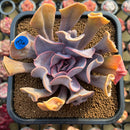 Echeveria 'Valkyrie' 3" Succulent Plant Cutting