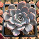 Echeveria 'Hayul' 3" Succulent Plant Cutting