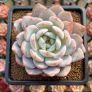 Echeveria 'Orange Monroe' 3" Succulent Plant Cutting