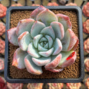 Echeveria 'Irene' 3" Succulent Plant Cutting