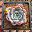 Echeveria 'Irene' 3" Succulent Plant Cutting
