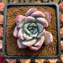 Echeveria 'Irene' 3" Succulent Plant Cutting