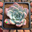 Echeveria 'Irene' 3" Succulent Plant Cutting