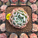 Echeveria ‘Fly to The Sky’ Runyonni Hybrid 1" Succulent Plant Cutting