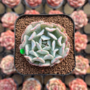 Echeveria ‘Fly to The Sky’ Runyonni Hybrid 1" Succulent Plant Cutting