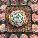 Echeveria ‘Fly to The Sky’ Runyonni Hybrid 1" Succulent Plant Cutting