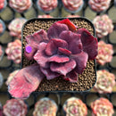 Echeveria 'Diamond State' Variegated 2" Succulent Plant Cutting