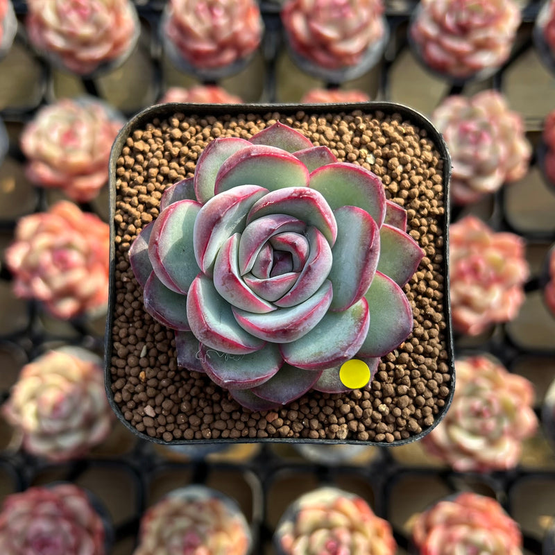 @Rabbit.Echeveria出品 Echeveria 'Chubby Bunny' 2