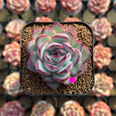 Echeveria 'Chubby Bunny' 2" Succulent Plant Cutting