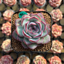 Echeveria 'Chubby Bunny' 2" Succulent Plant Cutting
