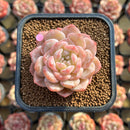 Echeveria 'Ice Orange' 2" Succulent Plant Cutting