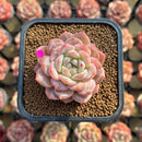 Echeveria 'Ice Orange' 2" Succulent Plant Cutting