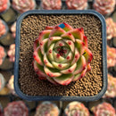 Echeveria 'Blue Dragon' Type B 2" Succulent Plant Cutting